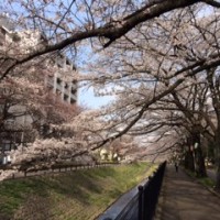 乞田川の桜。今年も見事です！